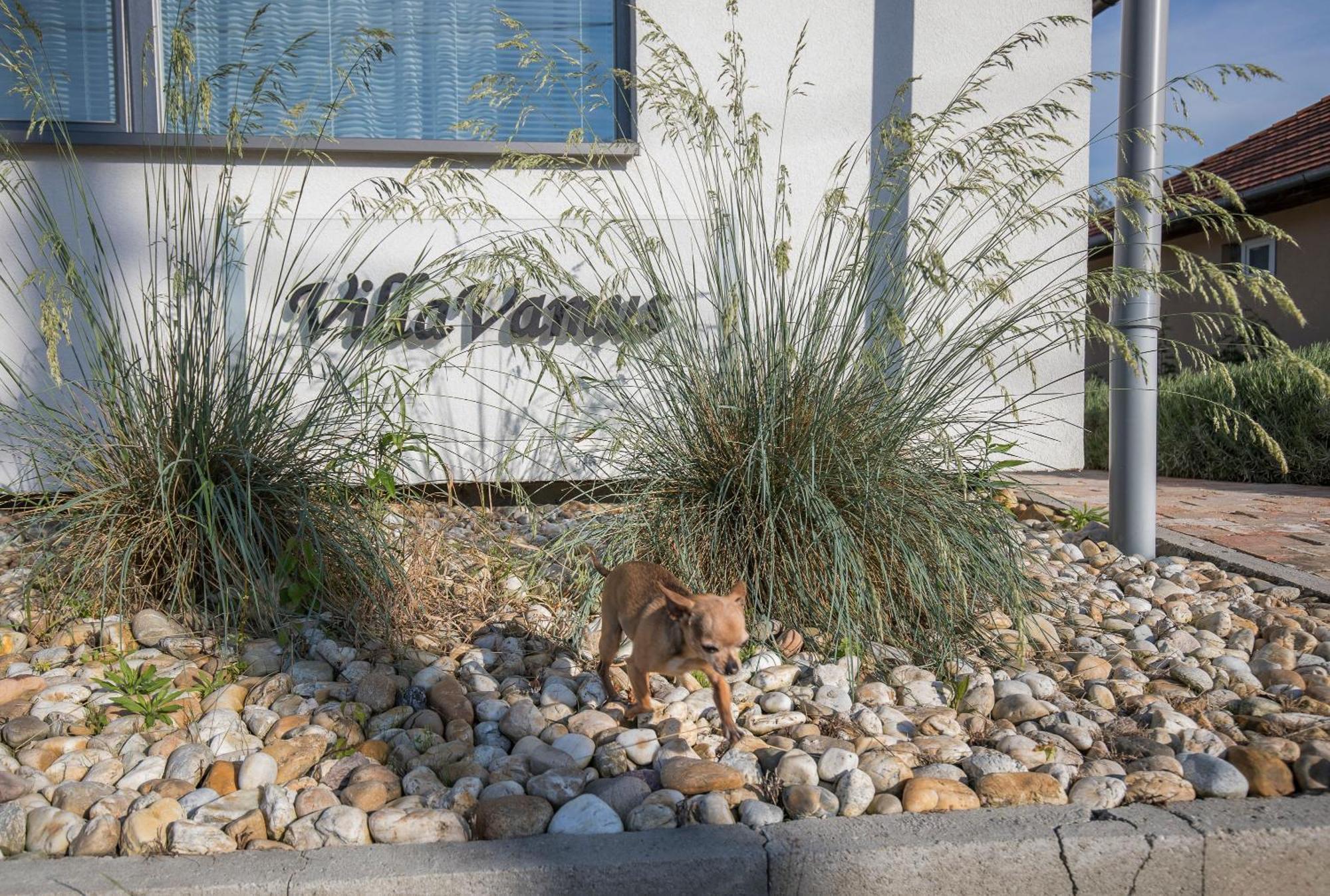 Villa Vamus Vendeg- Es Rendezvenyhaz Vámosszabadi 外观 照片